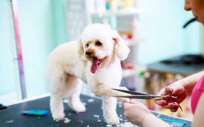 curso peluquería canina gratis