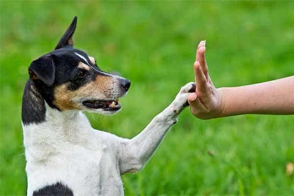curso adiestramiento canino