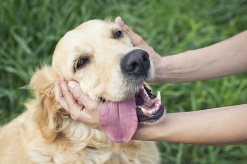 cursos para adiestrar perros